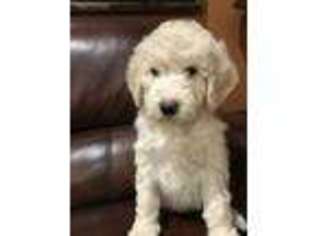 Saint Berdoodle Puppy for sale in Washington, IA, USA