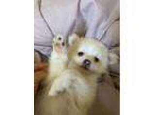 Pomeranian Puppy for sale in Harrison, NJ, USA