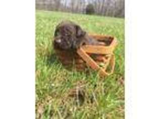 Labrador Retriever Puppy for sale in Augusta, MO, USA