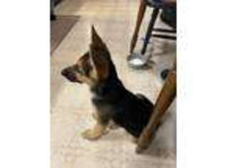 German Shepherd Dog Puppy for sale in Danville, PA, USA