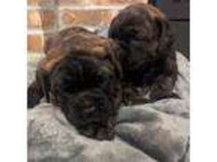 Bullmastiff Puppy for sale in Bucyrus, OH, USA