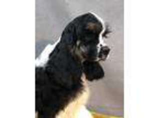 Cocker Spaniel Puppy for sale in Bevier, MO, USA