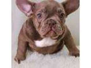 French Bulldog Puppy for sale in Cave Creek, AZ, USA