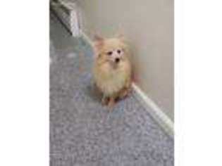 Pomeranian Puppy for sale in Union City, NJ, USA