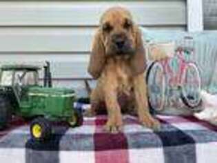 Bloodhound Puppy for sale in Boonville, NC, USA