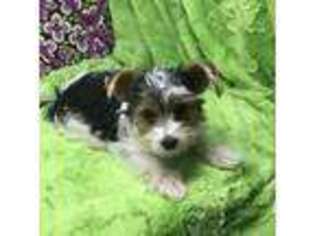 Yorkshire Terrier Puppy for sale in Chiefland, FL, USA