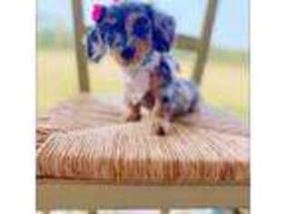 Dachshund Puppy for sale in Rochelle, GA, USA