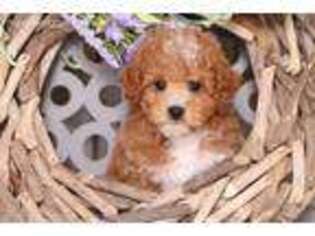 Cavapoo Puppy for sale in Howard, OH, USA