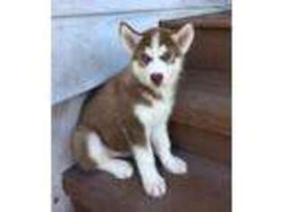 Siberian Husky Puppy for sale in Mohnton, PA, USA