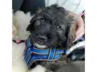 Mutt Puppy for sale in Saluda, SC, USA