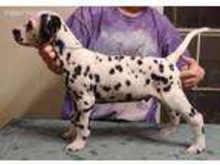Dalmatian Puppy for sale in Bakersfield, CA, USA