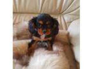 Cavalier King Charles Spaniel Puppy for sale in Porterfield, WI, USA