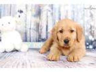 Golden Retriever Puppy for sale in Fort Myers, FL, USA