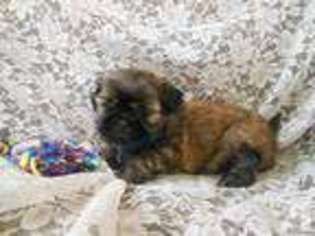 Mutt Puppy for sale in SUMNER, WA, USA