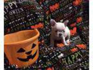 French Bulldog Puppy for sale in Mize, MS, USA