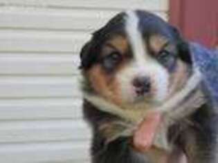 Australian Shepherd Puppy for sale in Jefferson, SC, USA