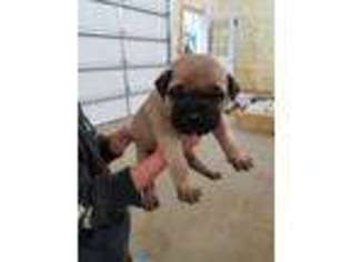 Bullmastiff Puppy for sale in Ina, IL, USA