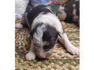Australian Shepherd Puppy for sale in Greens Fork, IN, USA