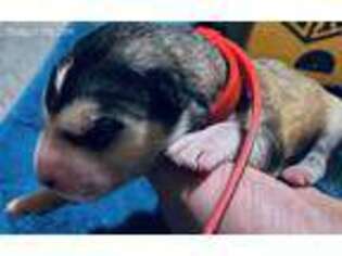 Alaskan Malamute Puppy for sale in Olean, NY, USA