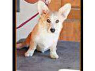 Pembroke Welsh Corgi Puppy for sale in Hesperia, CA, USA