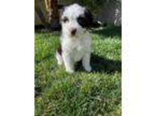 Mutt Puppy for sale in Van Nuys, CA, USA