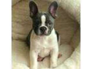 French Bulldog Puppy for sale in East Rockaway, NY, USA