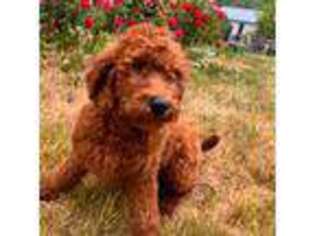 Goldendoodle Puppy for sale in Hopewell Junction, NY, USA
