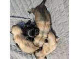 Tibetan Spaniel Puppy for sale in Jacksonville, NC, USA