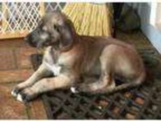 Irish Wolfhound Puppy for sale in Lugoff, SC, USA