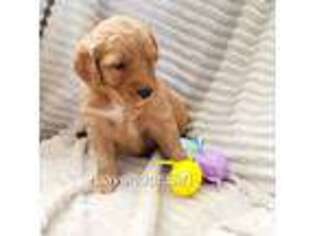 Goldendoodle Puppy for sale in Cedar Springs, MI, USA