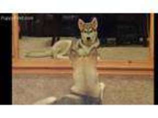 Siberian Husky Puppy for sale in Hendersonville, TN, USA