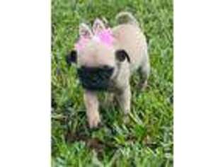 Pug Puppy for sale in Wills Point, TX, USA