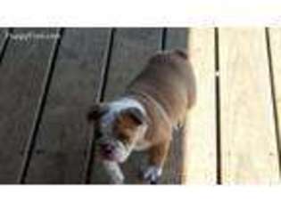 Bulldog Puppy for sale in Porter, OK, USA