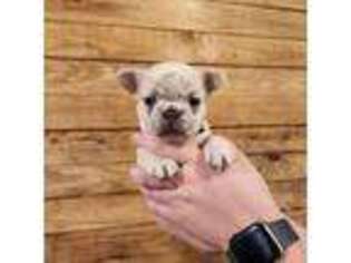 French Bulldog Puppy for sale in Copan, OK, USA