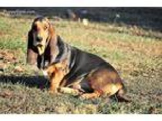 Basset Hound Puppy for sale in Crawford, TN, USA