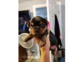 Yorkshire Terrier Puppy for sale in Pico Rivera, CA, USA