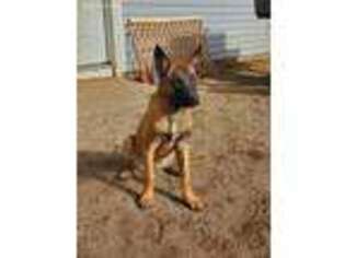 Belgian Malinois Puppy for sale in Wareham, MA, USA