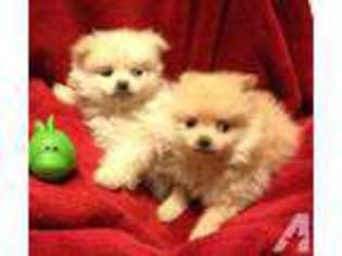 Pomeranian Puppy for sale in WILLIS, TX, USA