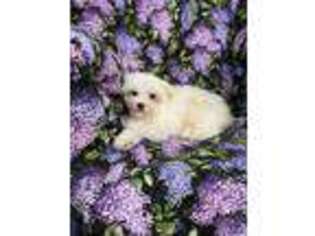 Havanese Puppy for sale in Red House, WV, USA