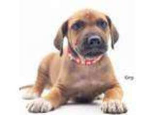 Rhodesian Ridgeback Puppy for sale in Fairplay, CO, USA