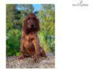 Irish Setter Puppy for sale in Fort Worth, TX, USA