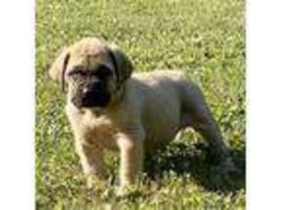 Mastiff Puppy for sale in Murrysville, PA, USA
