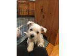 West Highland White Terrier Puppy for sale in New Portland, ME, USA