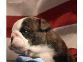 Bulldog Puppy for sale in Yuba City, CA, USA