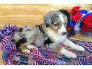 Australian Shepherd Puppy for sale in Maysville, KY, USA