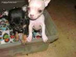 Chihuahua Puppy for sale in Kirkwood, NY, USA