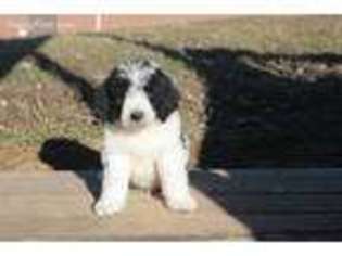 Newfoundland Puppy for sale in Williamstown, KY, USA