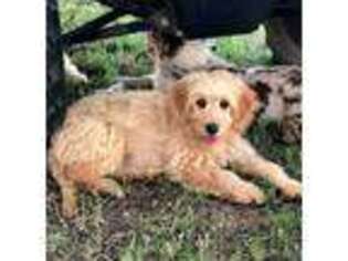 Goldendoodle Puppy for sale in Brashear, TX, USA