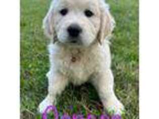Mutt Puppy for sale in Ellwood City, PA, USA
