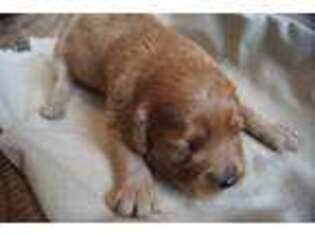 Cavapoo Puppy for sale in Branson, MO, USA